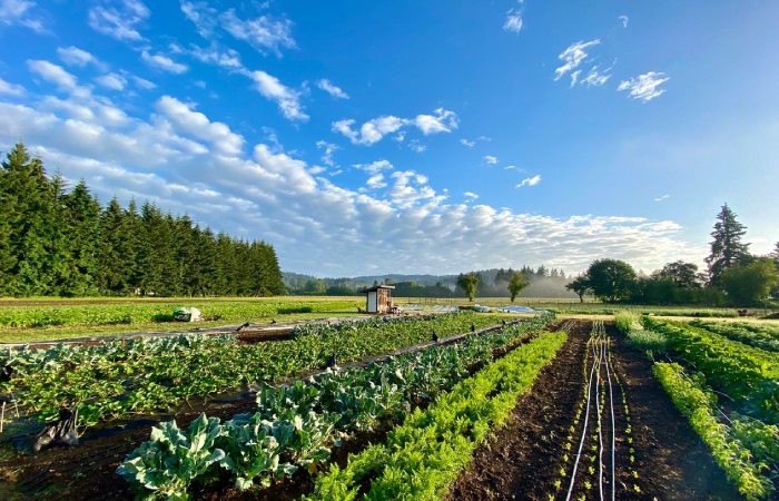 Portland craigslist farm and garden