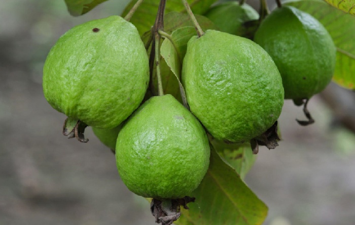 Wellhealthorganic.Com5-Amazing-Health-Benefits-Of-Guava