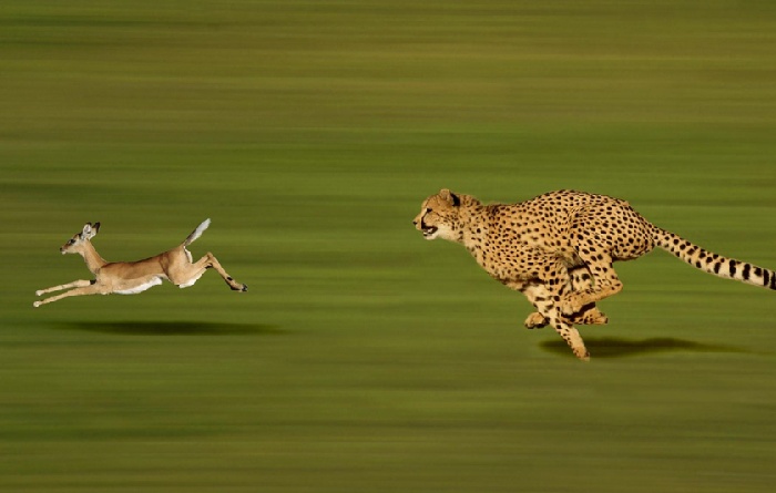 Habitat loss and fragmentation are major threats to cheetahs