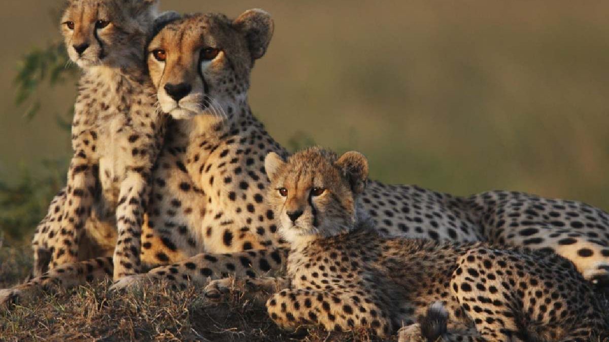 Rajkotupdates.news:cheetah-magnificent-but-fragile-experts-list-concerns-for-cheetahs