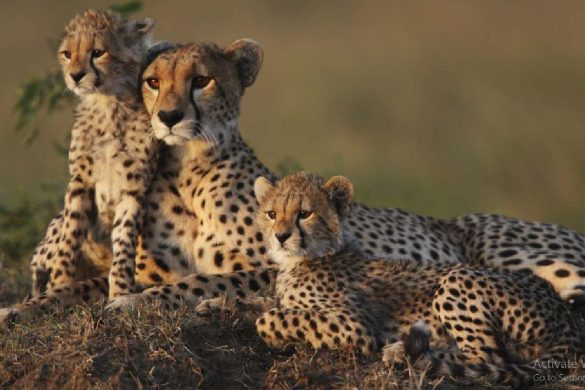 Rajkotupdates.newscheetah-magnificent-but-fragile-experts-list-concerns-for-cheetahs
